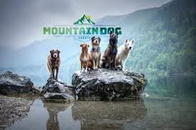 akmountaindog Logo